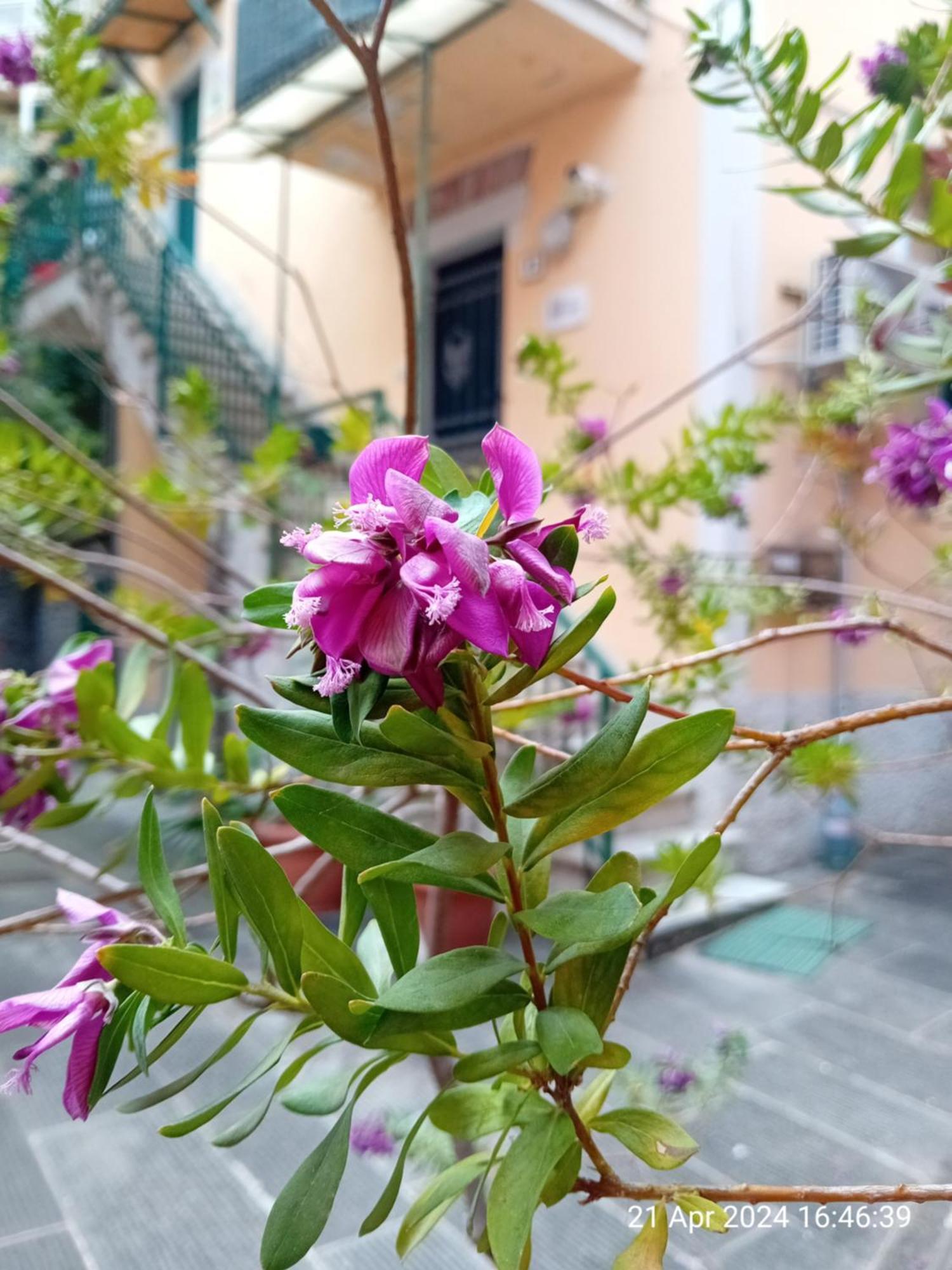 Appartamento Il Vicolo La Spezia Cinque Terre Extérieur photo